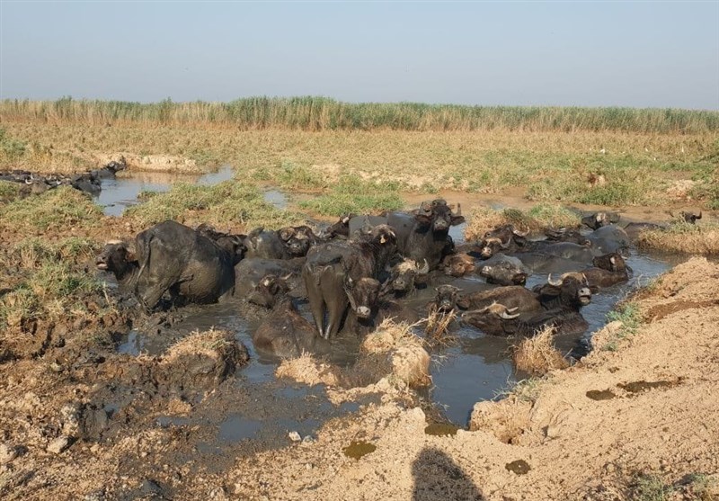 هورالعظیم گورستانی برای جانداران هورالعظیم گورستانی برای جانداران