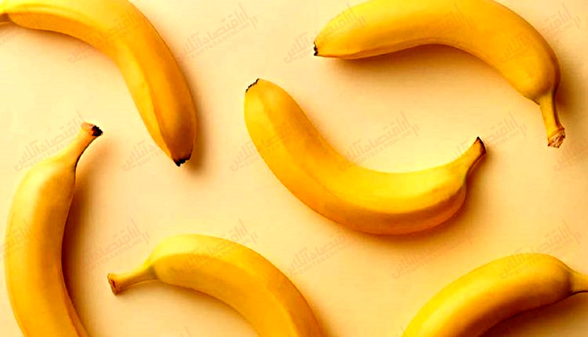 واردات غیرمجاز ۱۴۷هزار تن موز واردات غیرمجاز ۱۴۷هزار تن موز
