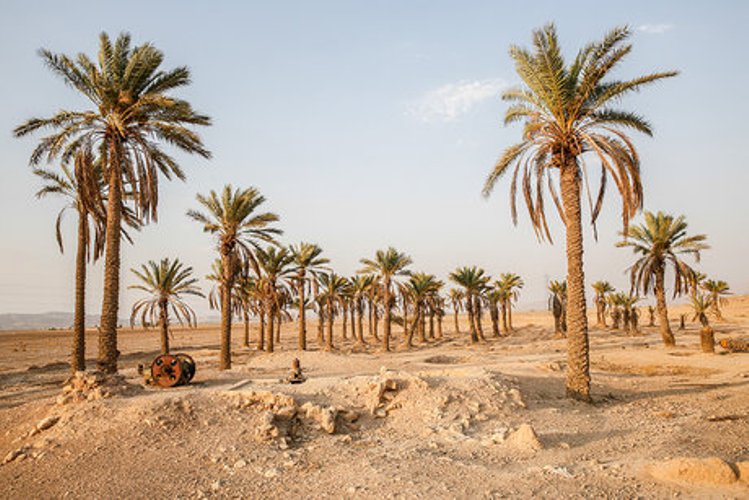 ۷۵۰۰نخل در خوزستان تلف شد ۷۵۰۰نخل در خوزستان تلف شد