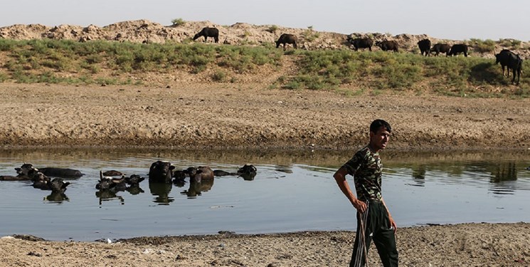 گاومیش های تلف شده از خشکسالی جایگزین می شوند گاومیش های تلف شده از خشکسالی جایگزین می شوند