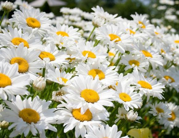 ۸ گل جادویی برای سلامت پوست و مو + عکس ۸ گل جادویی برای سلامت پوست و مو + عکس