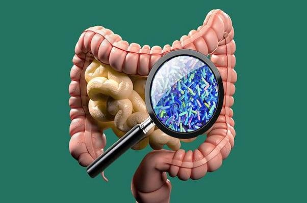 بهبود سلامت روده موجب افزایش طول عمر می شود بهبود سلامت روده موجب افزایش طول عمر می شود