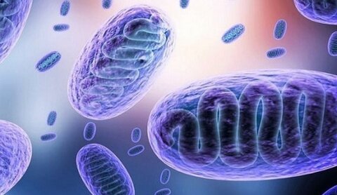 قارچ سیاه با بدن ما چه می کند؟ + فیلم قارچ سیاه با بدن ما چه می کند؟ + فیلم
