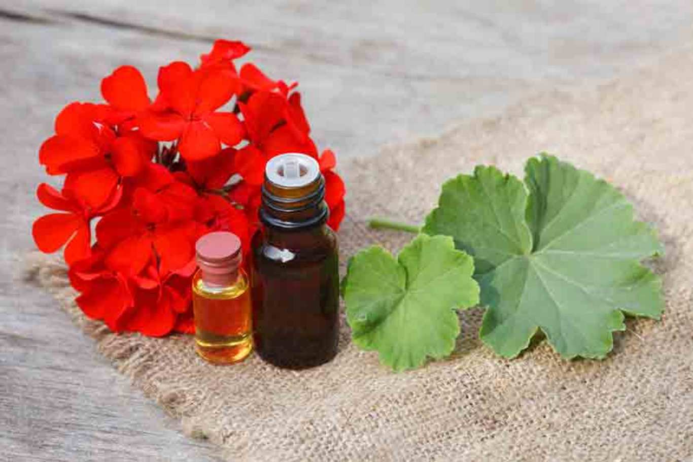 فواید روغن شمعدانی در درمان عارضه های پوستی فواید روغن شمعدانی در درمان عارضه های پوستی