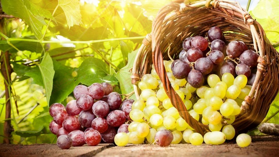 خواص فوق العاده انگور سیاه برای سلامتی خواص فوق العاده انگور سیاه برای سلامتی