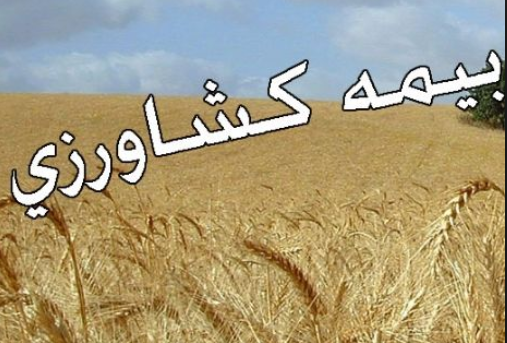 عملکرد صندوق بیمه کشاورزی زیر ذره بین فعالان و کارشناسان کشاورزی