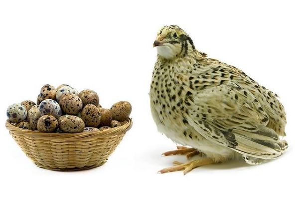 معجزه بلدرچین برای بیماران! معجزه بلدرچین برای بیماران!