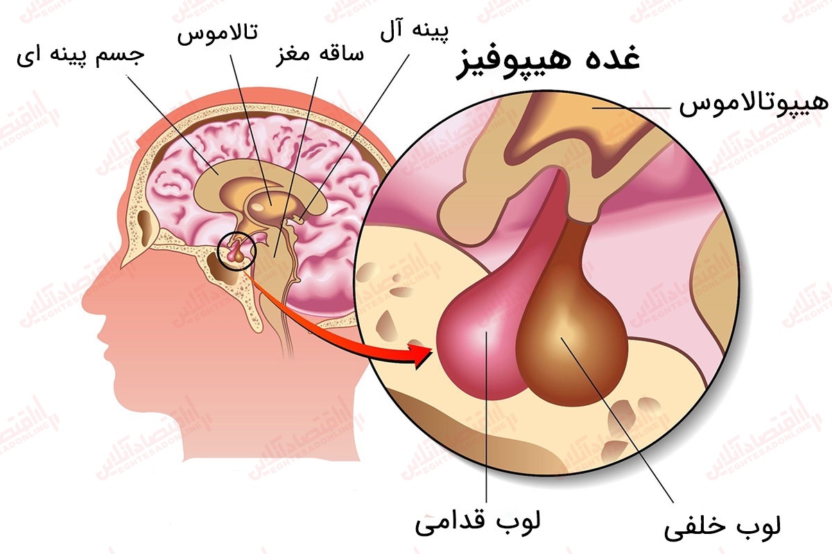 غده هیپوفیز کم کار چیست؟ علل، علائم، تشخیص، درمان غده هیپوفیز کم کار چیست؟ علل، علائم، تشخیص، درمان
