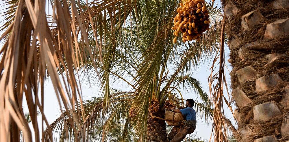 رییسی: بوشهر از نظر کشاورزی به ویژه حوزه نخلیلات قطب است