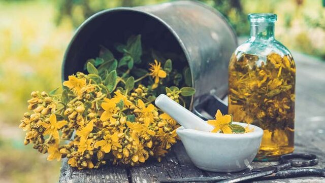 پادشاه گیاهان دارویی را می شناسید؟