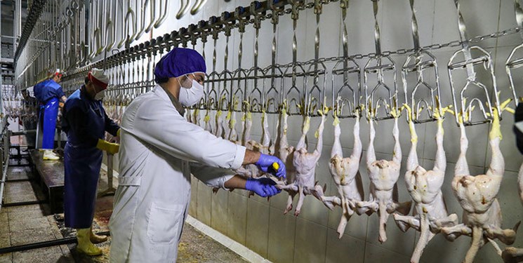 چه کسانی مقصر کاهش مرغِ مراکز توزیع دولتی هستند؟ چه کسانی مقصر کاهش مرغِ مراکز توزیع دولتی هستند؟