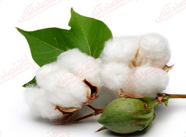 لزوم توجه به دانه پنبه برای تامین بخشی از روغن و خوراک دام/ کاهش ۱۰ هزار تنی تولید الیاف پنبه نسبت به سال گذشته