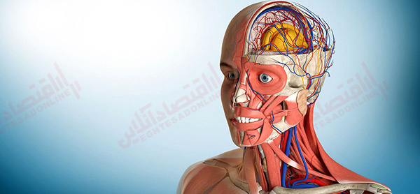 آناتومی اعصاب را بهتر بشناسید آناتومی اعصاب را بهتر بشناسید