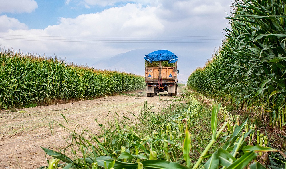 برداشت ذرت و یونجه سریع تر آغاز شود