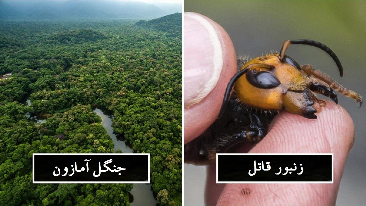 حقایقی پنهان و غیرمنتظره در طبیعت + عکس حقایقی پنهان و غیرمنتظره در طبیعت + عکس
