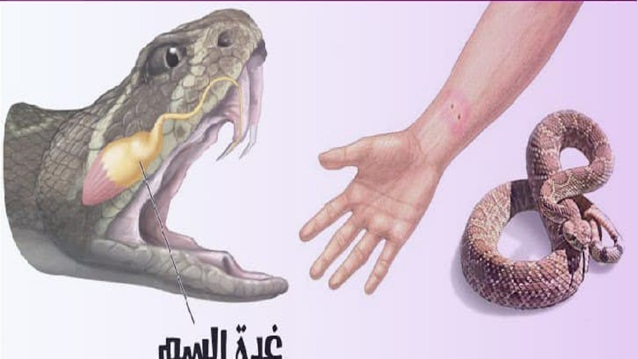 زهر مار چیست و چه تاثیری بر بدن دارد؟ زهر مار چیست و چه تاثیری بر بدن دارد؟