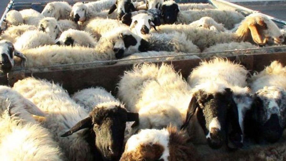 مصوبه خرید حمایتی دام روستایی شفاف نیست مصوبه خرید حمایتی دام روستایی شفاف نیست