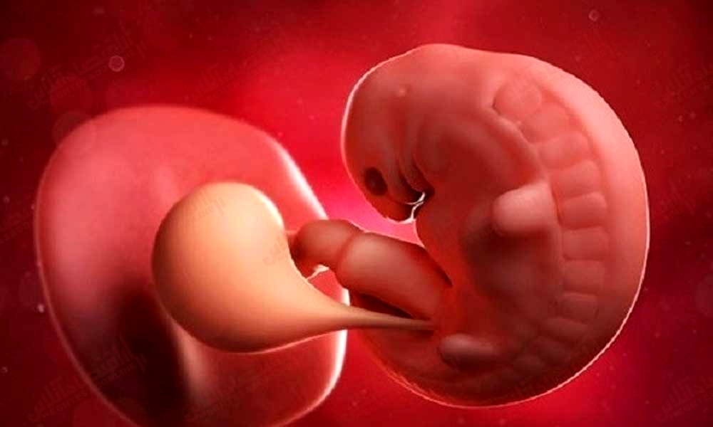 قلب جنین در دقیقه چند بار می زند؟ قلب جنین در دقیقه چند بار می زند؟