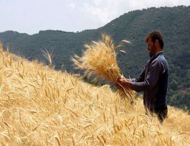 اعلام قیمت خرید تضمینی گندم برای سال زراعی آینده اعلام قیمت خرید تضمینی گندم برای سال زراعی آینده