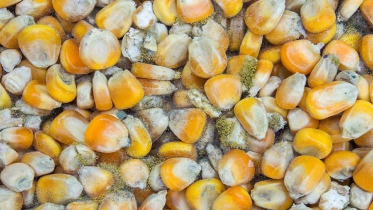 کمبود ارز مانع ترخیص کالاها از گمرک کمبود ارز مانع ترخیص کالاها از گمرک