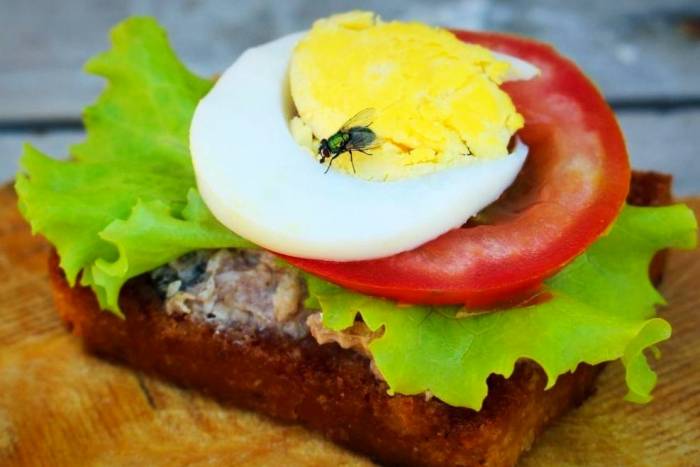 افتادن مگس در غذا چه کاری با آن میکند؟ افتادن مگس در غذا چه کاری با آن میکند؟