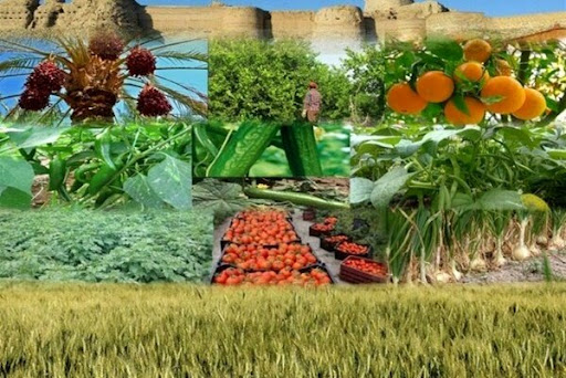 متوسط قیمت محصولات و هزینه خدمات کشاورزی تابستان ۱۴۰۰ اعلام شد