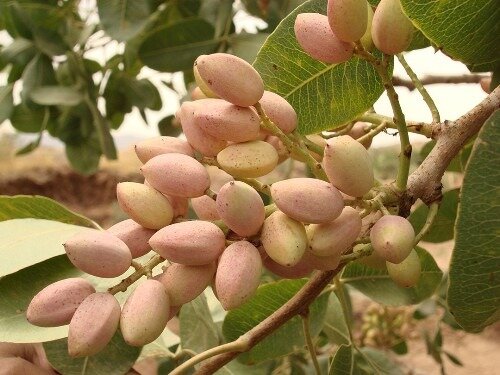 عدهای خواستار خشکاندن باغات پسته رفسنجان شده اند! عدهای خواستار خشکاندن باغات پسته رفسنجان شده اند!