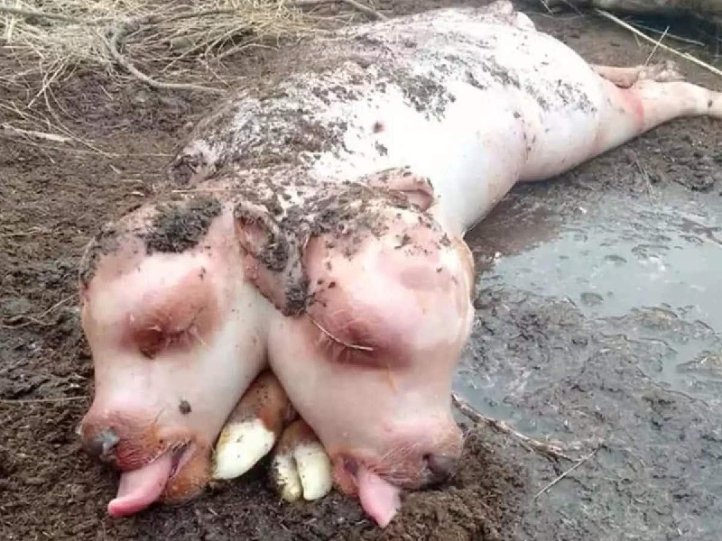 تولد گوساله ای عجیب با دوسر! + عکس