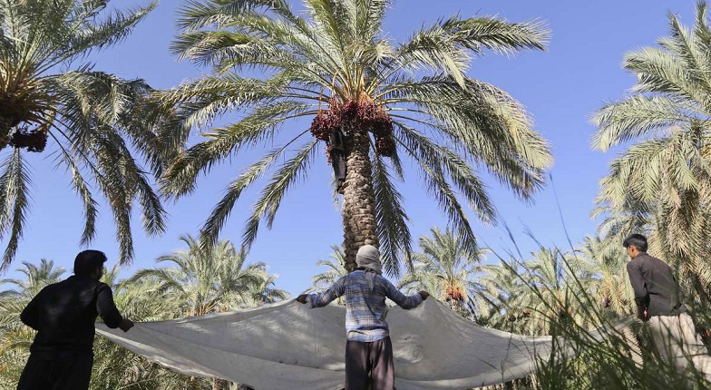 ۱۳۷ هزار تن خرما از کشور صادر شد ۱۳۷ هزار تن خرما از کشور صادر شد