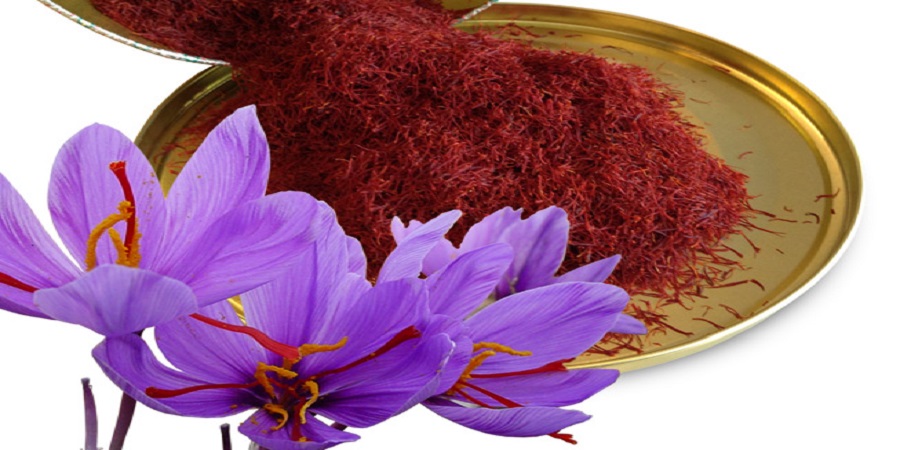 چیدن گل زعفران به دست ابزار بورسی چیدن گل زعفران به دست ابزار بورسی