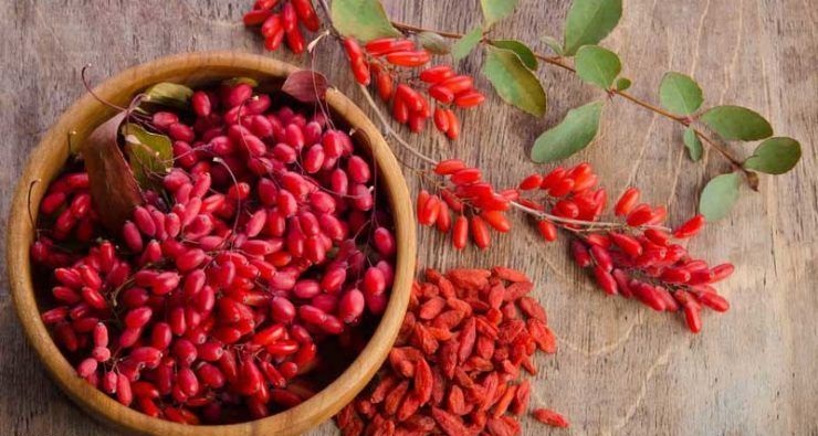 استاندارد بین المللی زرشک تدوین شد استاندارد بین المللی زرشک تدوین شد