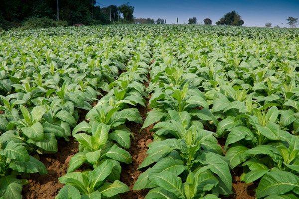 امکان صادرات توتون‌ های سنواتی بدون محدودیت