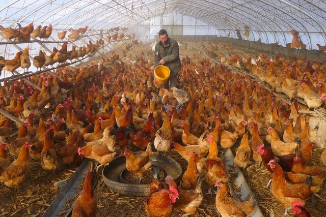 کشف موردی از ابتلای انسانی به آنفلوآنزای پرندگان در چین