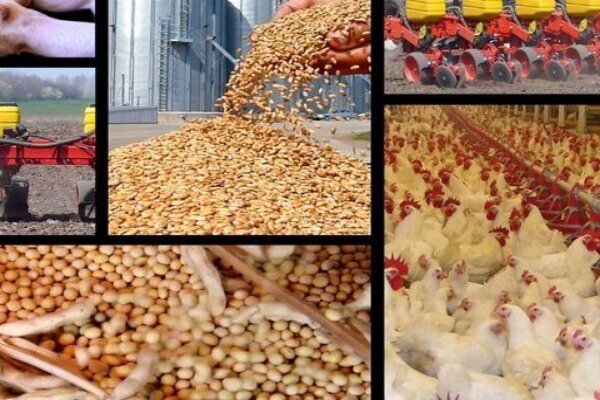 تاخیر ۴۰روزه در ارسال نهاده ها برای مرغداران تاخیر ۴۰روزه در ارسال نهاده ها برای مرغداران