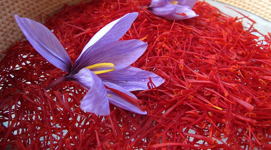 سهم اندک ۲.۵درصدی از بازار جهانی زعفران به رغم رتبه نخست تولید / چرا زعفران ایرانی به این روز افتاد؟ سهم اندک ۲.۵درصدی از بازار جهانی زعفران به رغم رتبه نخست تولید / چرا زعفران ایرانی به این روز افتاد؟