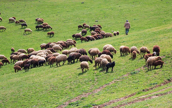 قاچاق روزانه ۲۰ هزار راس دام به کشورهای همسایه قاچاق روزانه ۲۰ هزار راس دام به کشورهای همسایه