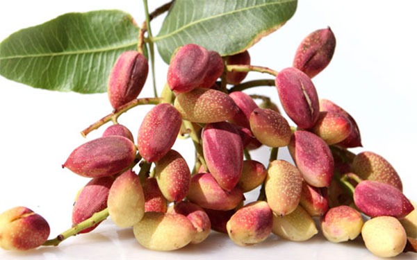 ارزآوری ۵۳۳ میلیون دلاری صادرات پسته ارزآوری ۵۳۳ میلیون دلاری صادرات پسته