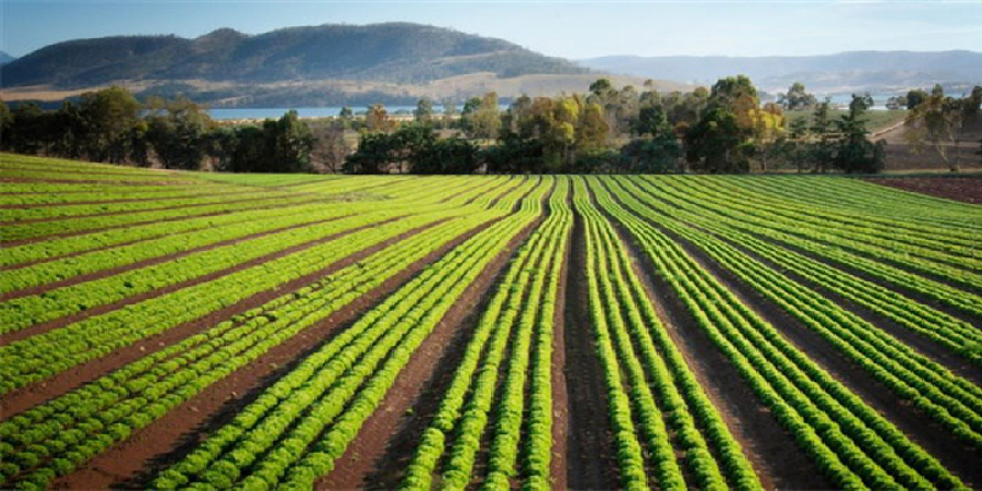 رشد ۶۸ درصدی اعتبارات تملک و دارایی سرمایه‌ ای بخش کشاورزی
