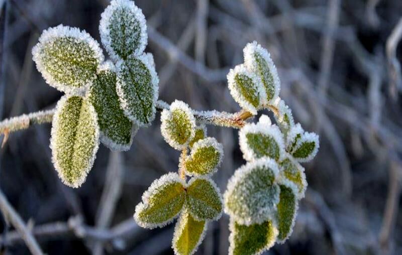 سرمازدگی و وزش باد در راه است سرمازدگی و وزش باد در راه است