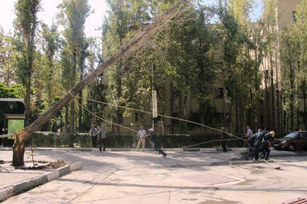 ۲۰۰ اصله درخت توسط یک دستگاه دولتی قطع شده است / سوءاستفاده از تعطیلات نوروز برای دهن کجی به طبیعت! ۲۰۰ اصله درخت توسط یک دستگاه دولتی قطع شده است / سوءاستفاده از تعطیلات نوروز برای دهن کجی به طبیعت!