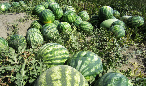 کشت هندوانه و خربزه به جای گندم کشت هندوانه و خربزه به جای گندم
