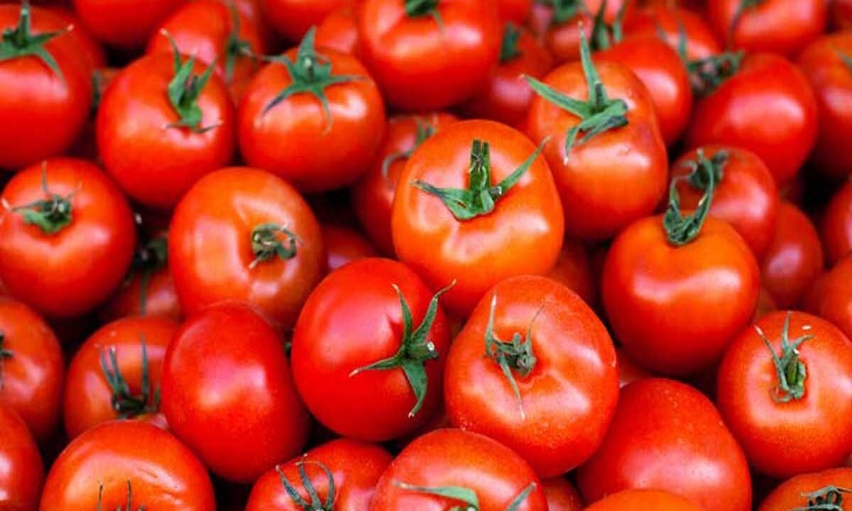 کاهش قیمت گوجه فرنگی از ابتدای ماه آینده کاهش قیمت گوجه فرنگی از ابتدای ماه آینده