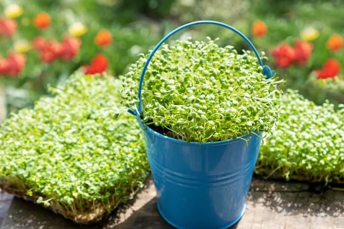 این اشتباه باعث زرد شدن سبزه عید می شود این اشتباه باعث زرد شدن سبزه عید می شود