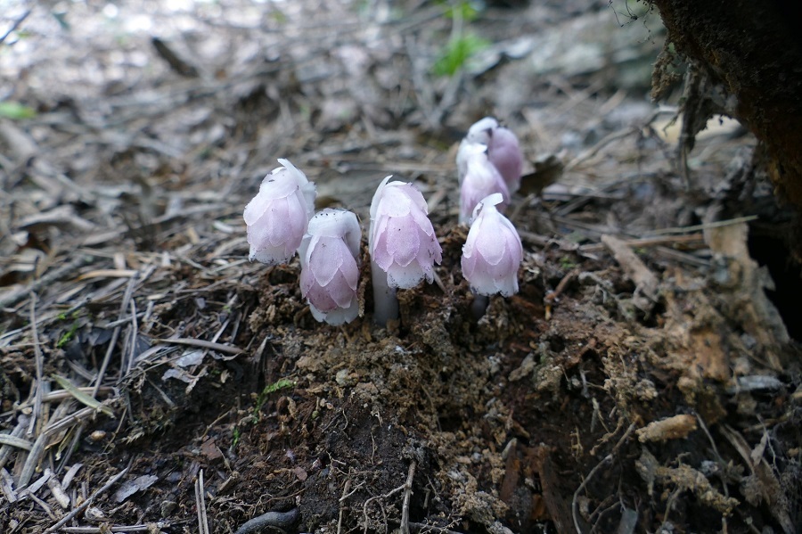 کشف گونه ای گل که به جای فتوسنتز دزدی می کند + عکس کشف گونه ای گل که به جای فتوسنتز دزدی می کند + عکس