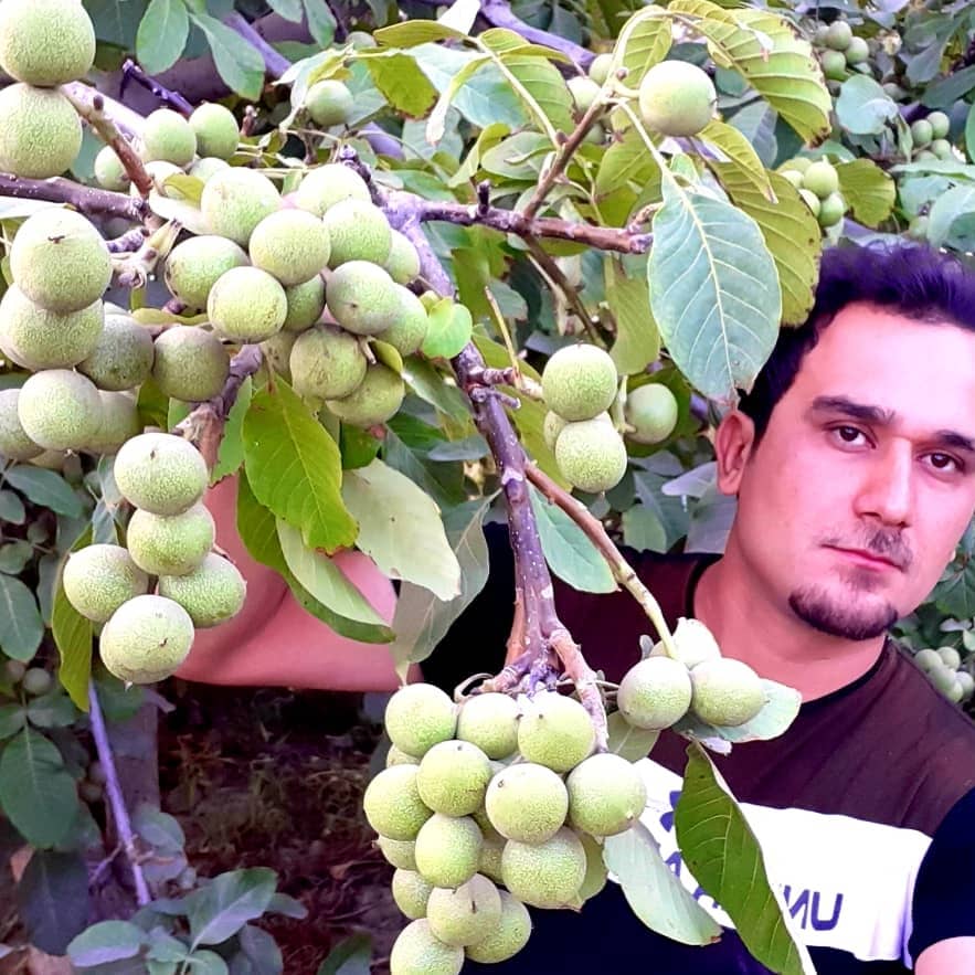 باردهی ۱۶ تن گردو در یک هکتار باردهی ۱۶ تن گردو در یک هکتار