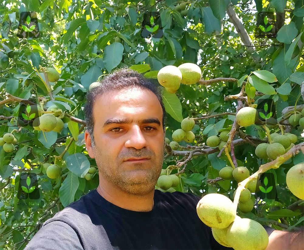 لیست جدید قیمت نهال گردو پیوندی و بذری پربار در بهمن ۱۴۰۱ اعلام شد لیست جدید قیمت نهال گردو پیوندی و بذری پربار در بهمن ۱۴۰۱ اعلام شد