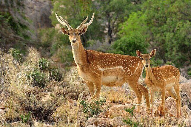 فقط ۲۵۰ رأس «گوزن زرد» در کشور باقی مانده است فقط ۲۵۰ رأس «گوزن زرد» در کشور باقی مانده است