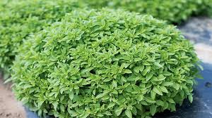 بهترین زمان برای کاشت سبزه عید نوروز بهترین زمان برای کاشت سبزه عید نوروز