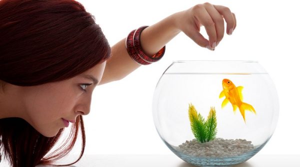 بالاخره برای هفت سین ماهی قرمز بخریم یا نه؟ بالاخره برای هفت سین ماهی قرمز بخریم یا نه؟