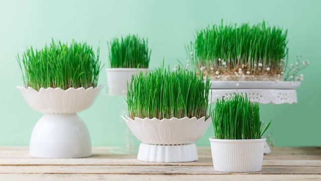 همه ترفندها درباره کاشت سبزه گندم برای عید / گندم چند روزه سبز میشه؟ همه ترفندها درباره کاشت سبزه گندم برای عید / گندم چند روزه سبز میشه؟